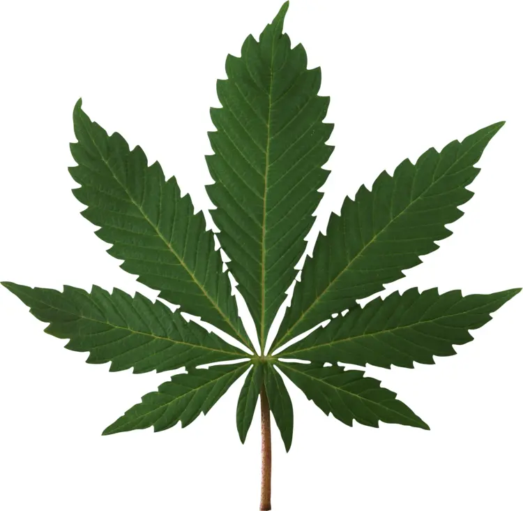 Cannabis Leaf Close-Up