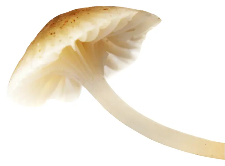 Mushroom Cap Close-up
