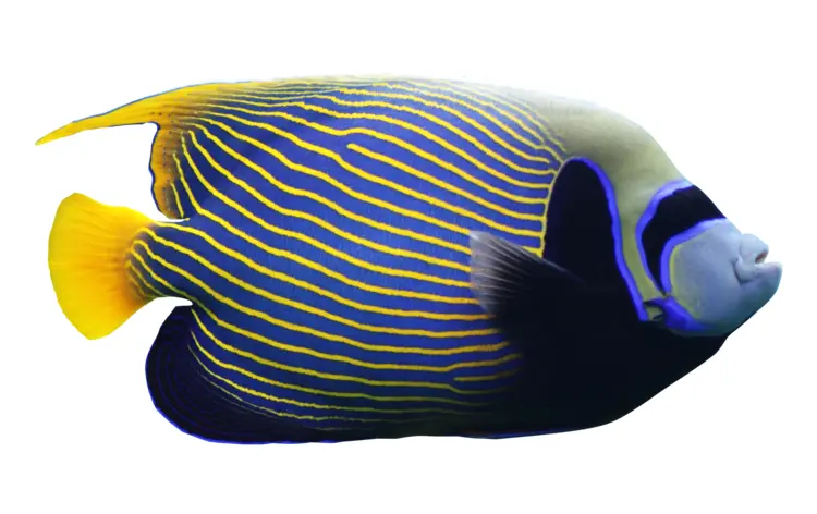 Striped Fish with Yellow and Blue