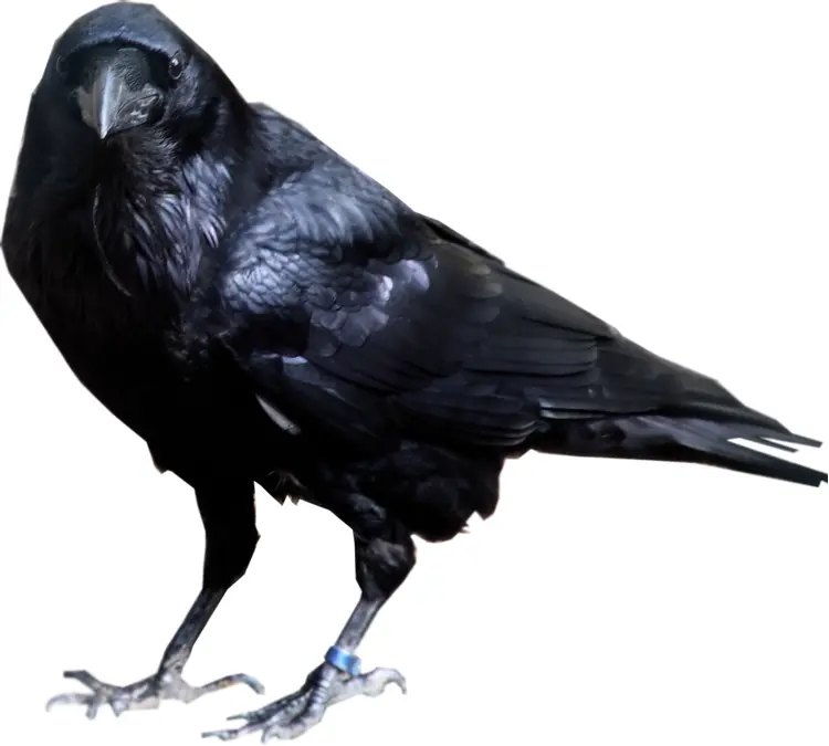 Black Crow with a Tag
