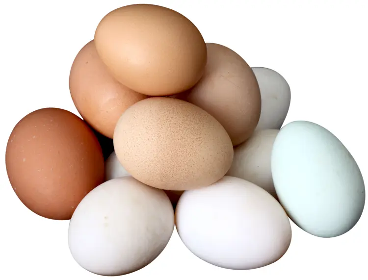 Pile of Fresh Eggs