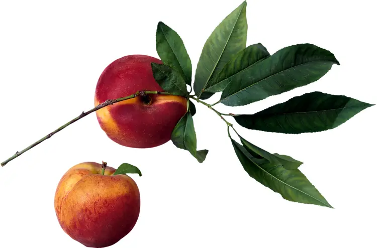 Red Peaches on Branch with Leaves