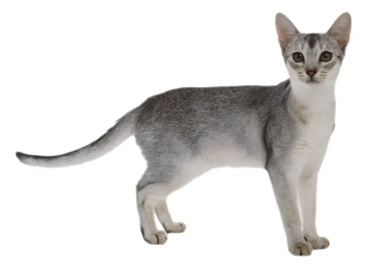 Gray Cat Standing