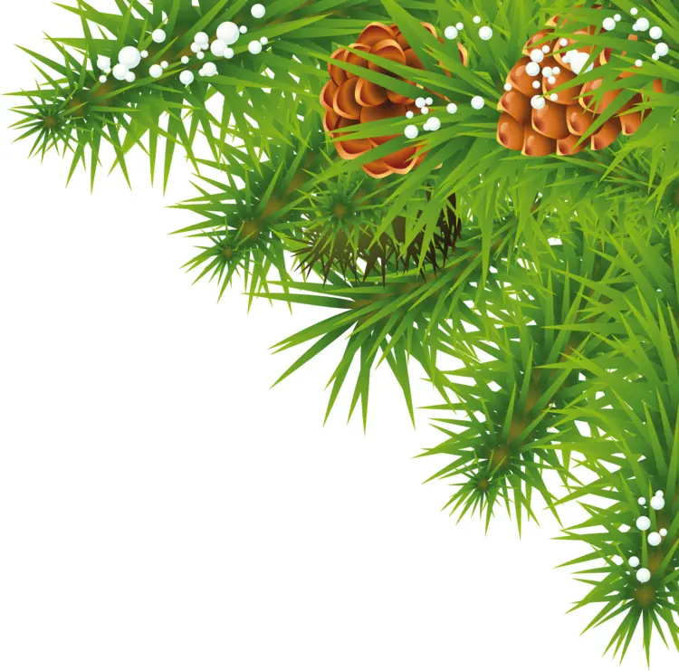 Green Pine Branch with Pine Cones