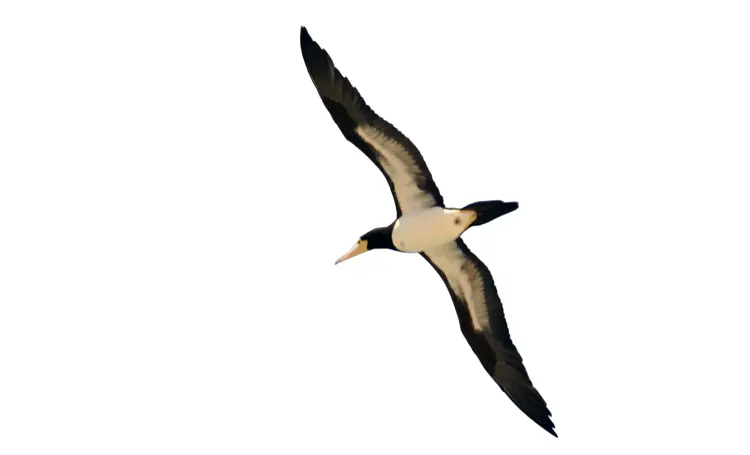 Flying Albatross with Wide Wings