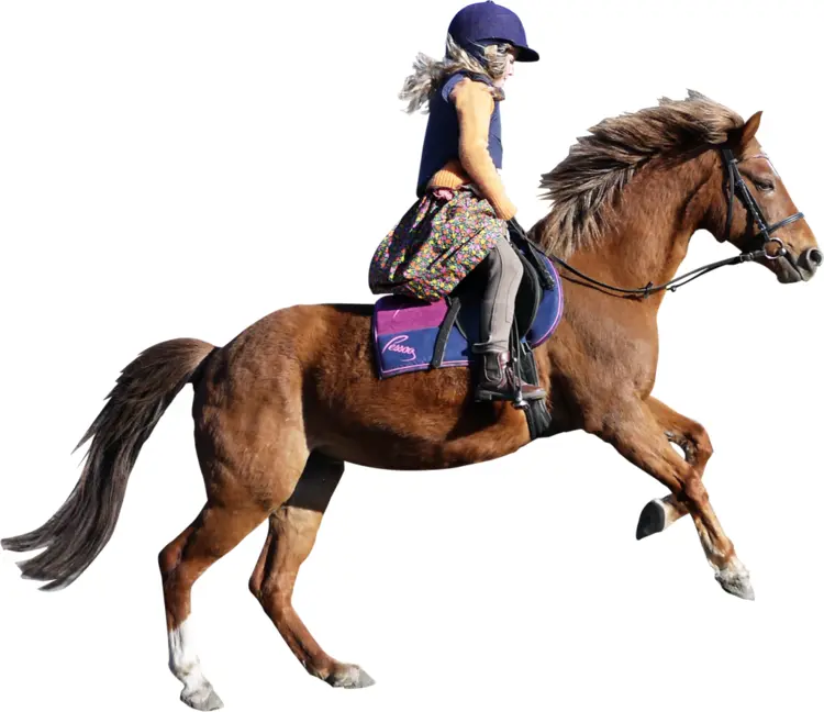 Horse Rider in Blue Helmet