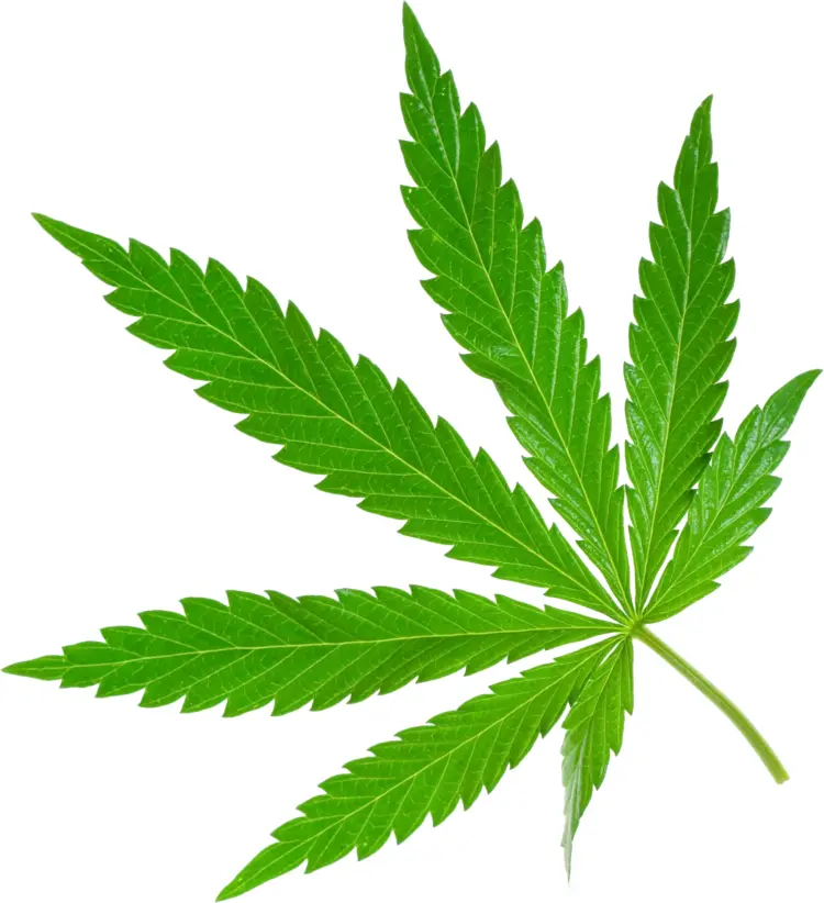 Green Cannabis Leaf