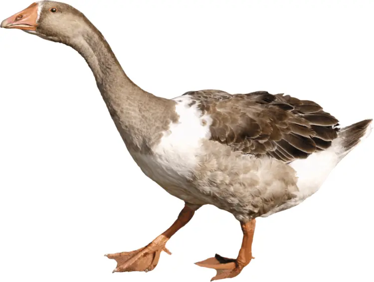 Graceful Goose in Natural Habitat