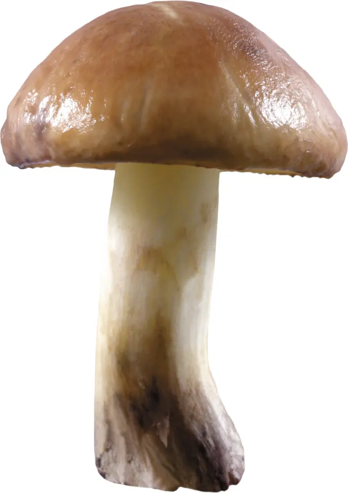 Brown Mushroom