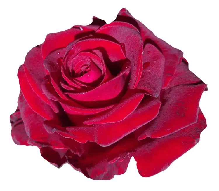 Single Red Rose Bloom