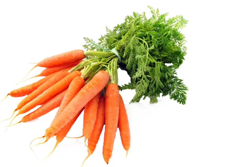 Fresh Orange Bunch of Carrots