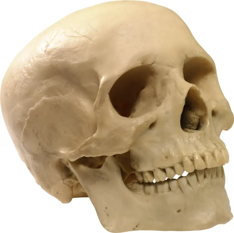 Human Skull