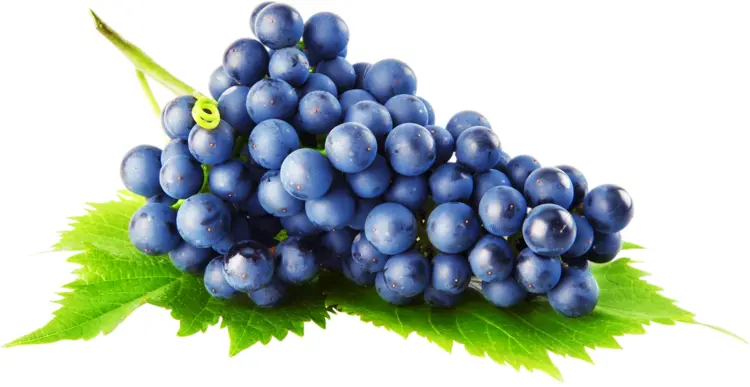 Fresh Blue Grapes on Vine Leaf