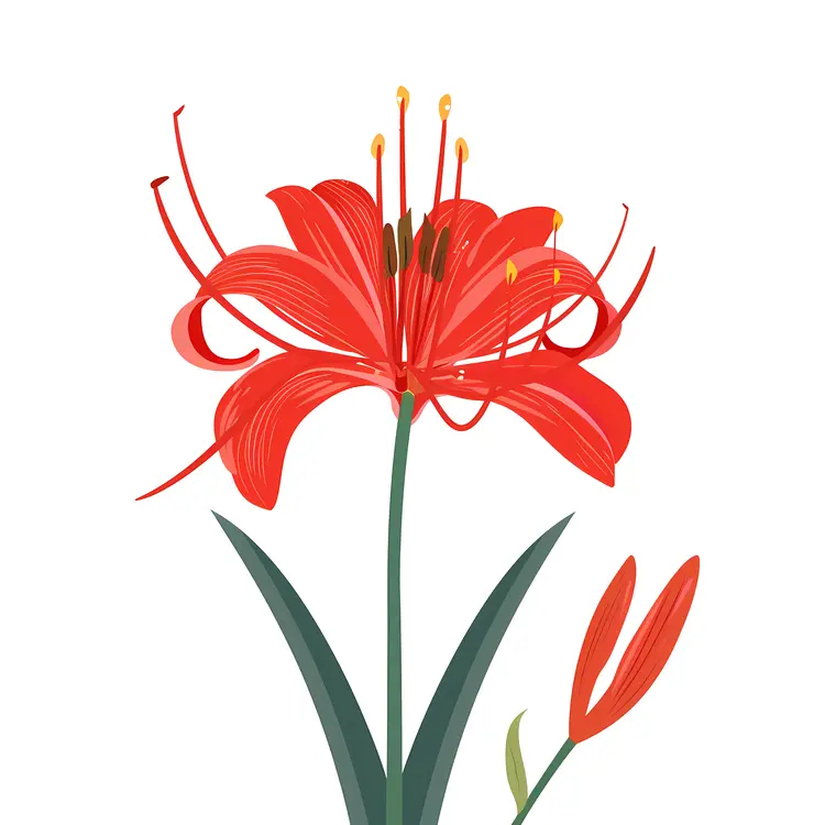 Red Spider Lily with Budding Flower