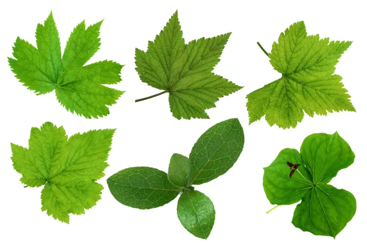 Various Green Leaves Collection