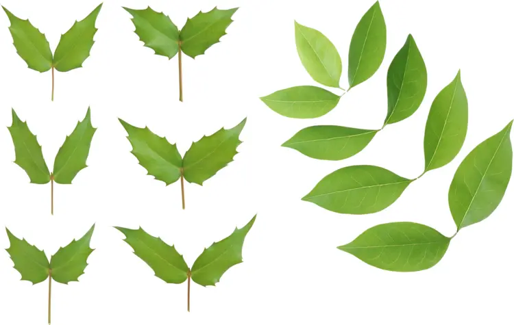Different Types of Green Leaves