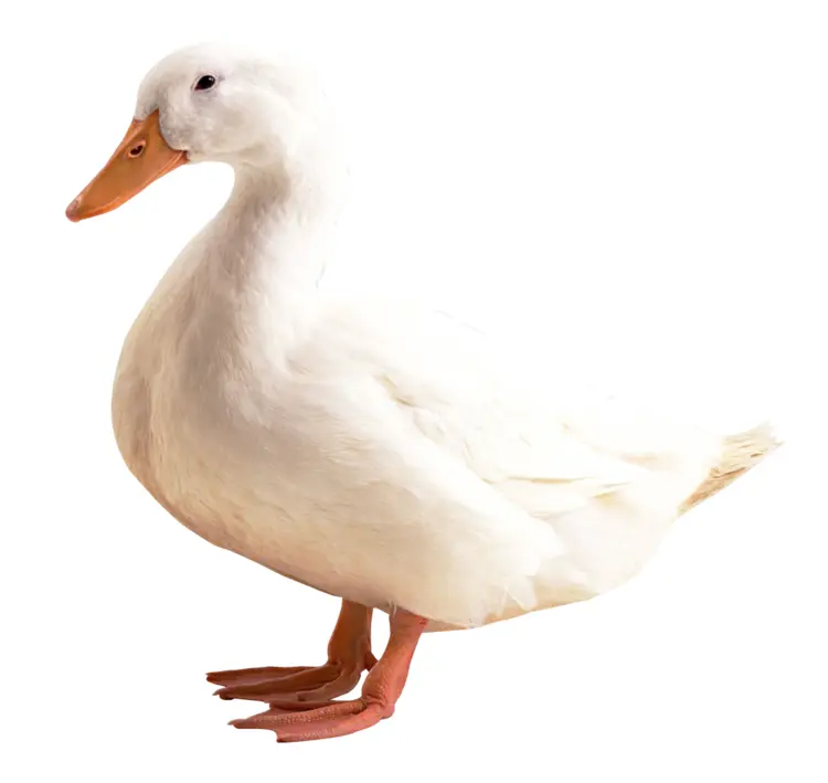 White Duck Standing