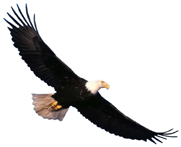 Bald Eagle in Flight
