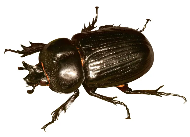 Black Beetle on Transparent Background