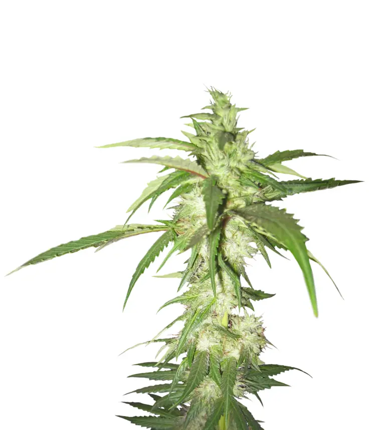Cannabis Bud with Green Leaves