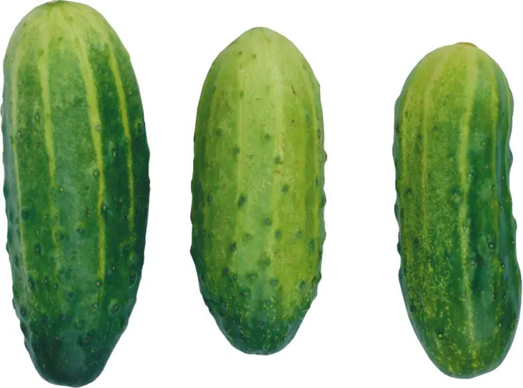 Fresh Whole Cucumber