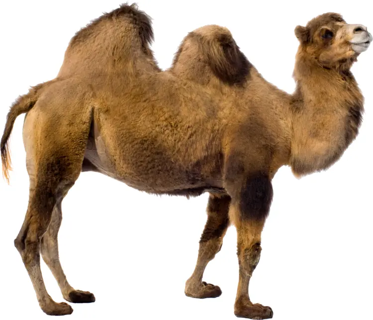 Camel with Two Humps in Desert