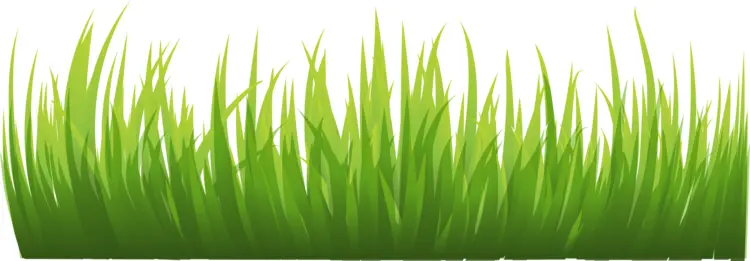 Fresh Green Grass Blades
