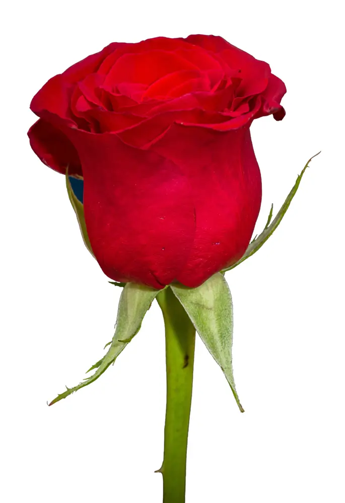 Elegant Red Rose in Full Bloom