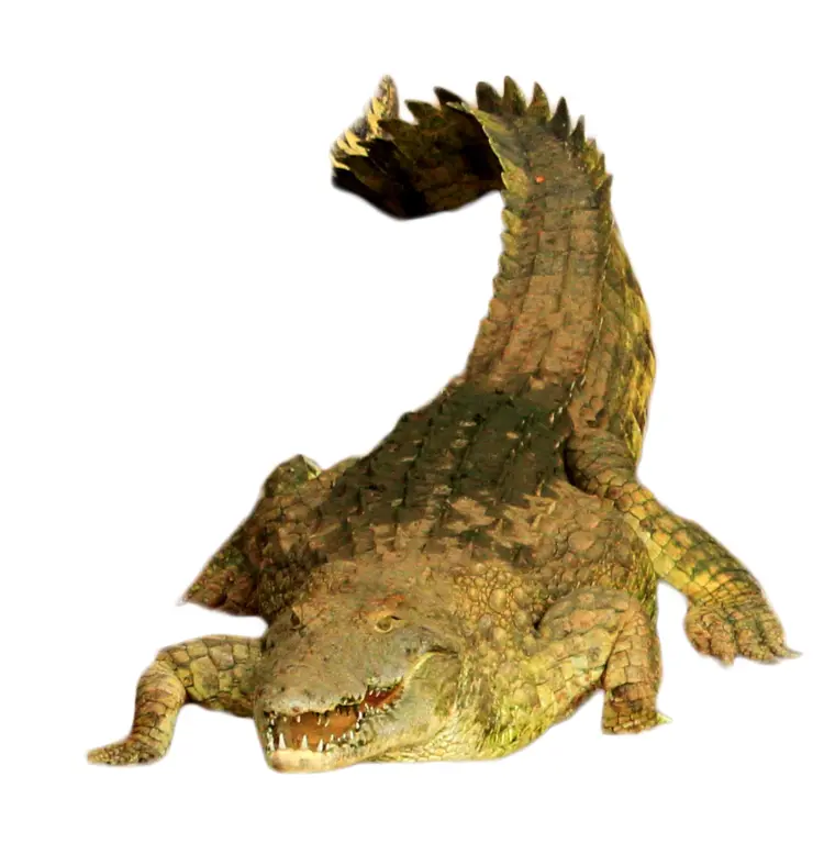 Crocodile with Raised Tail