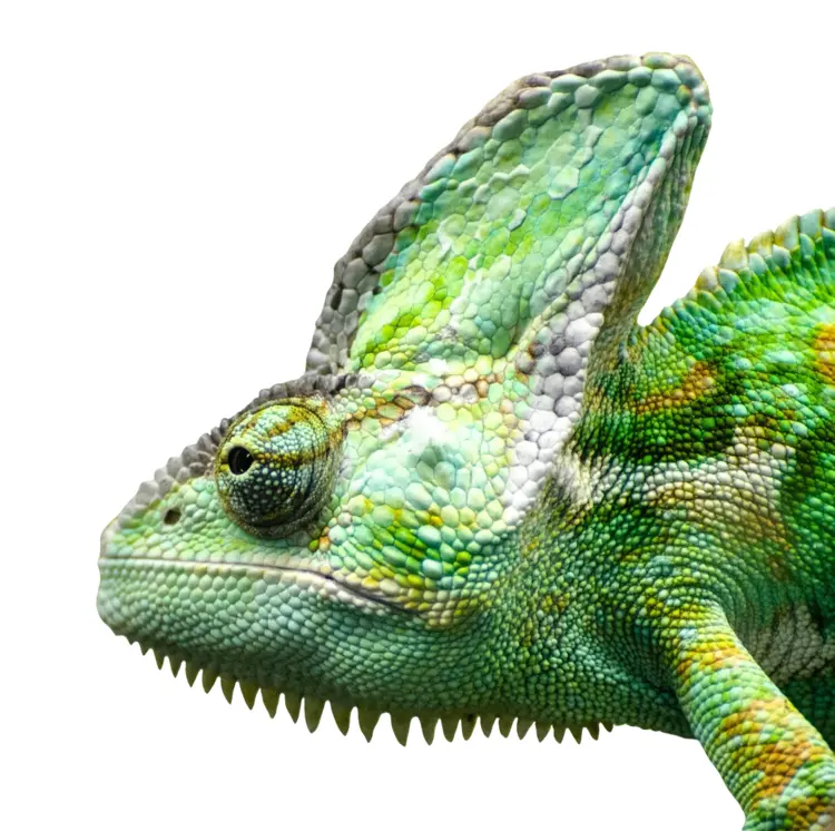 Green Chameleon Close-Up