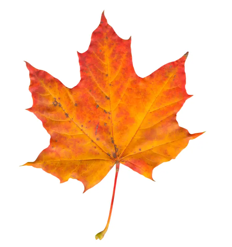 Autumn Maple Leaf