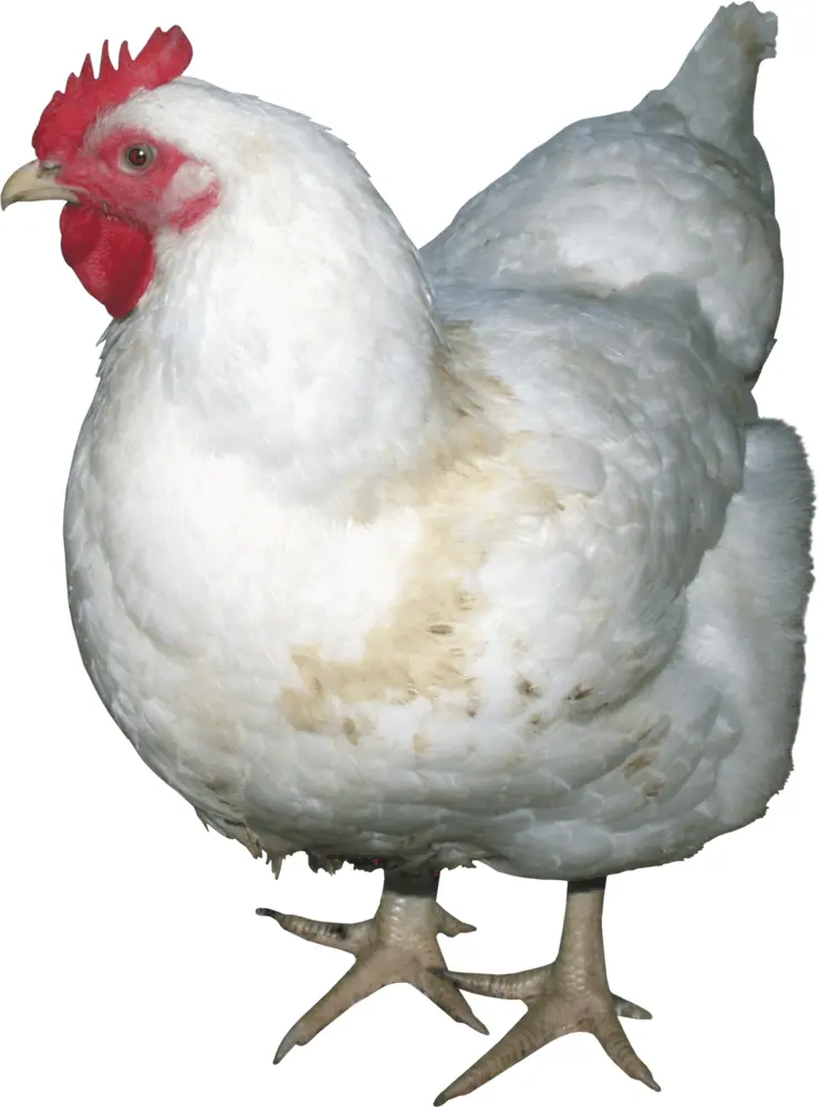 White Chicken with Red Comb