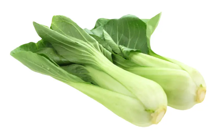 Fresh Green Bok Choy