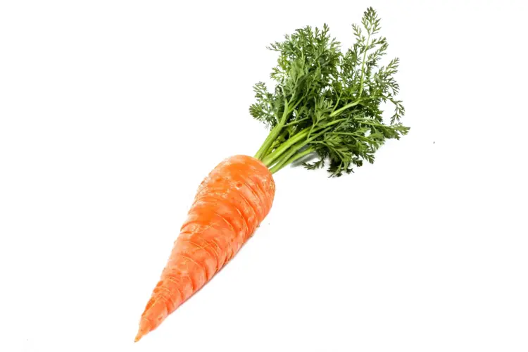 Single Fresh Orange Carrot
