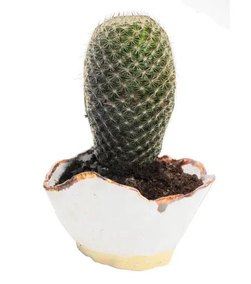 Small Cactus in a Pot