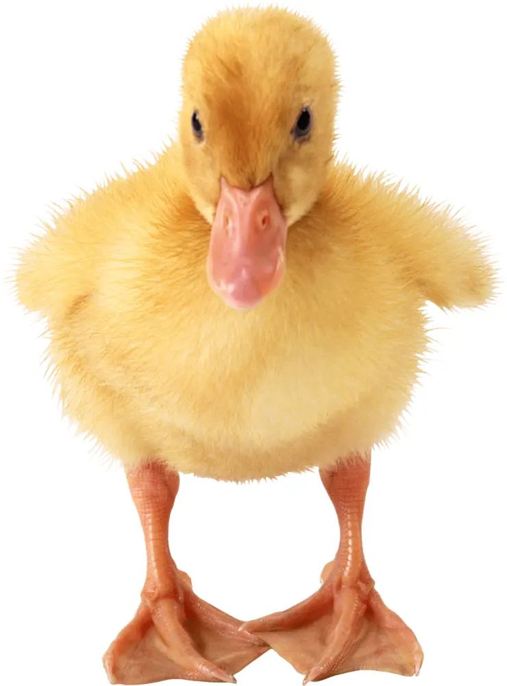 Adorable Duckling in Natural Habitat