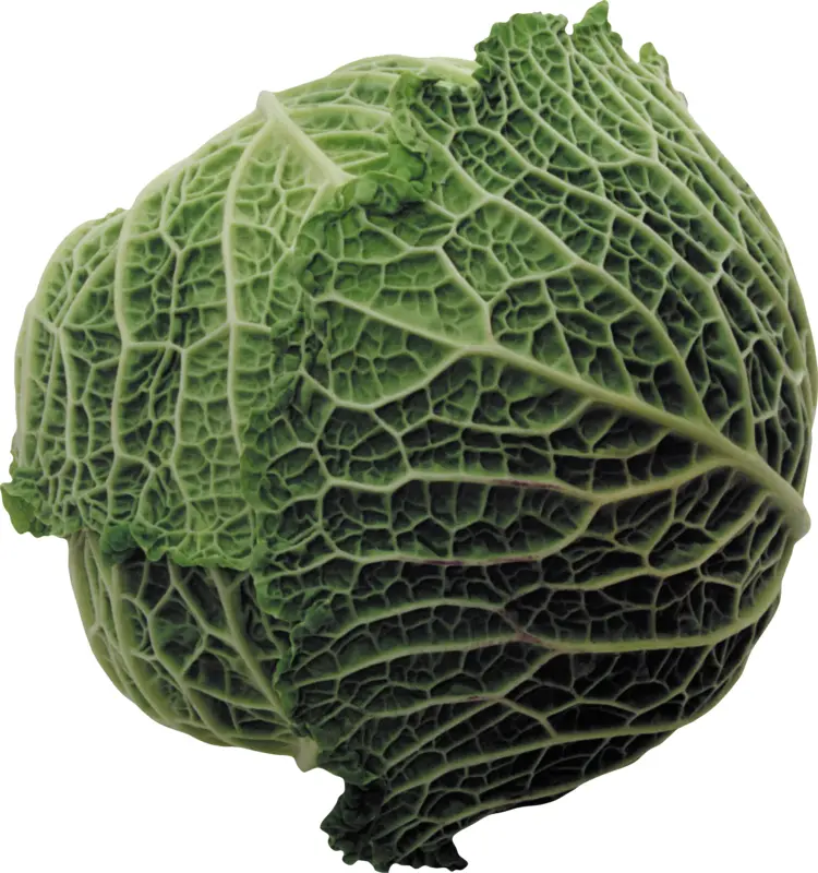 Fresh Green Cabbage