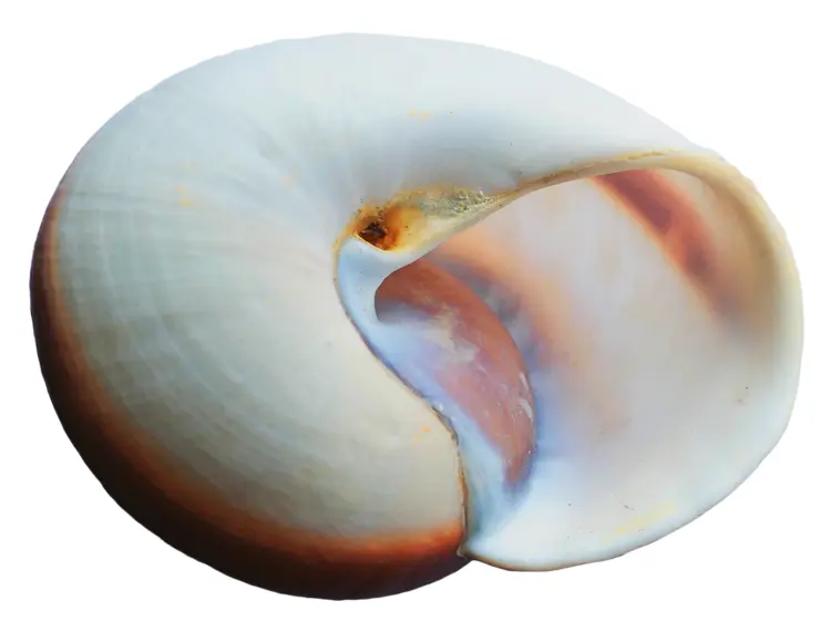 White Spiral Shell from the Sea