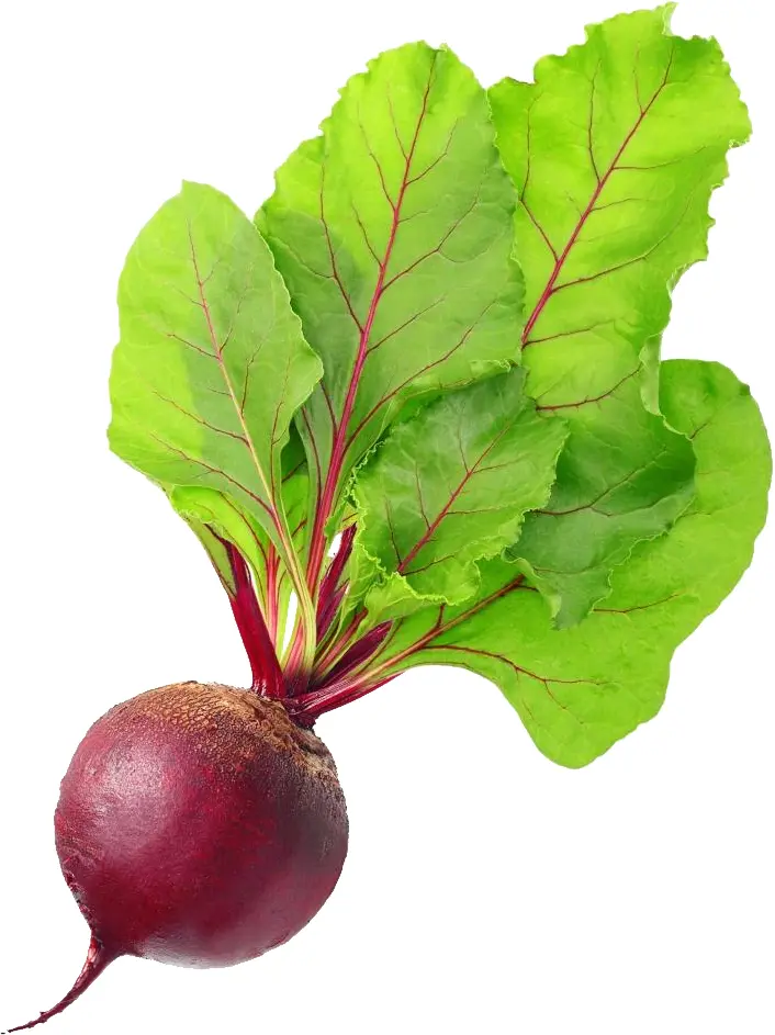 Beetroot with Fresh Green Leaves