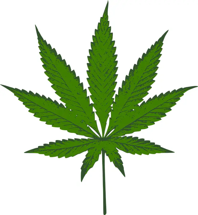 Detailed Cannabis Leaf Illustration