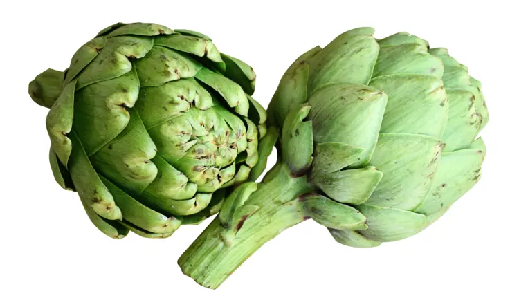 Fresh Green Artichokes