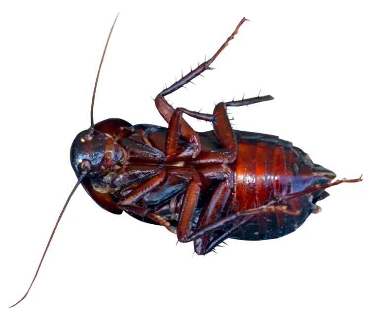Brown Cockroach on Transparent Background