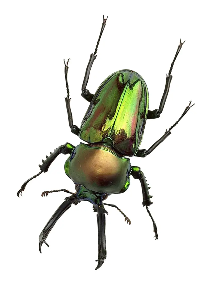 Green and Brown Beetle on Transparent Background