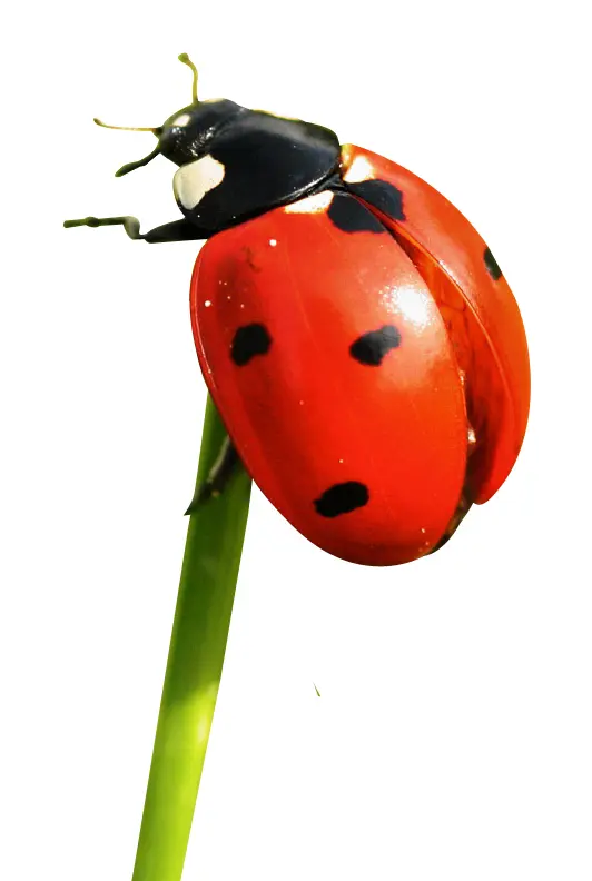 Red Ladybug on Green Stem