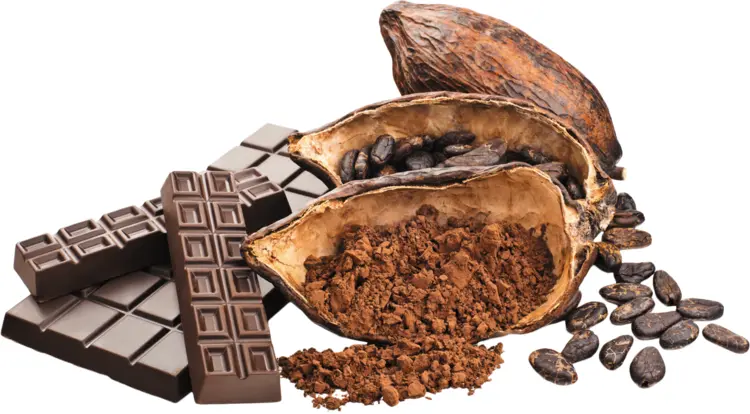 Chocolate and Cocoa Beans