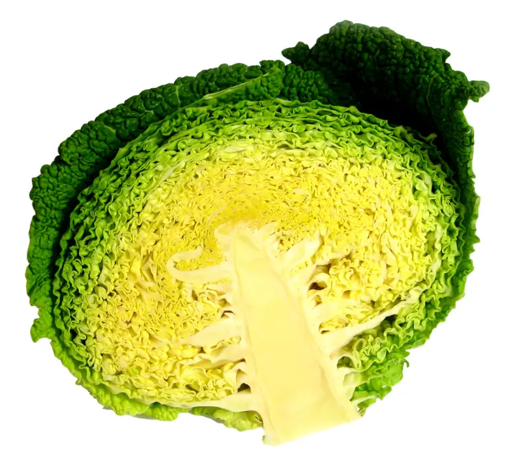 Fresh Green Cabbage Slice