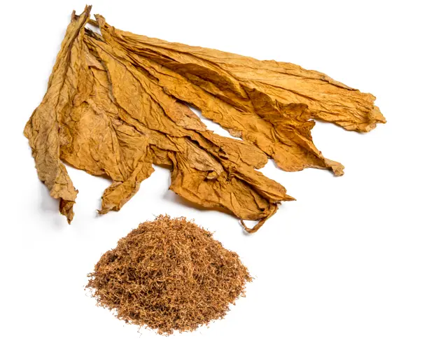 Dry and Shredded Tobacco Leaves