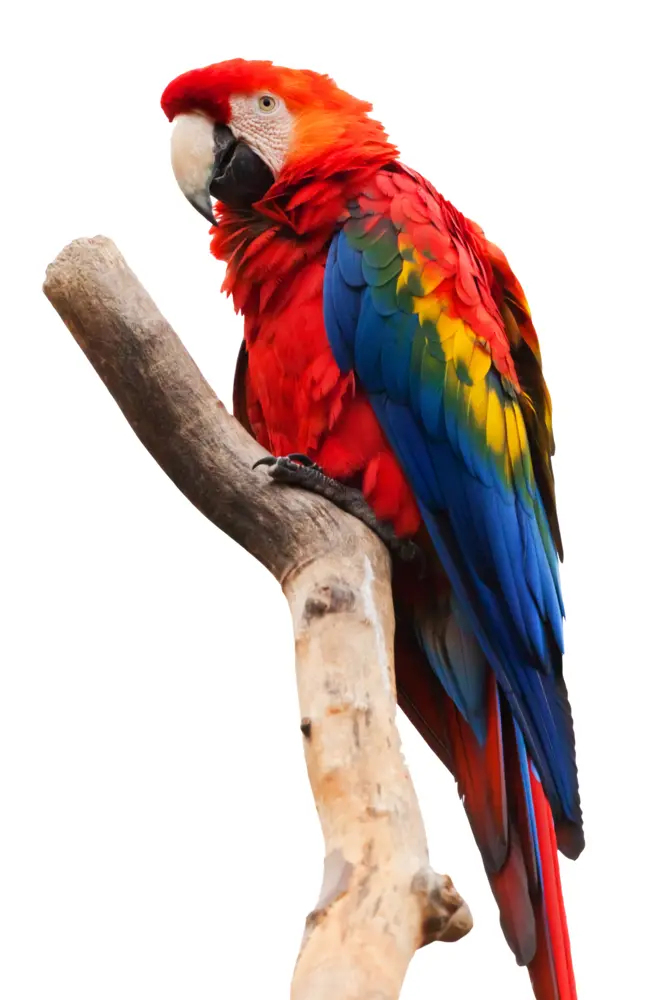 Colorful Red Parrot on a Branch