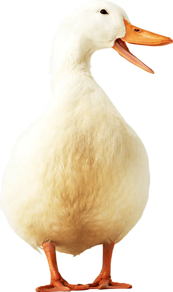 White Duck Quacking