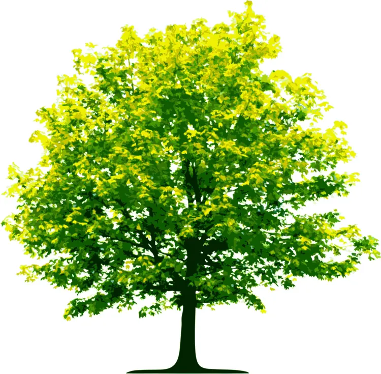 Lush Green Tree in Full Bloom